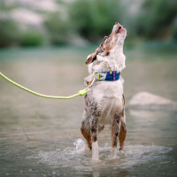 Woolly Wolf Alpha 360 Halsband für Hunde Deep Teal petrol S