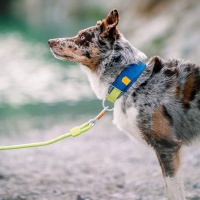 Woolly Wolf Alpha 360 Halsband für Hunde Deep Teal petrol M