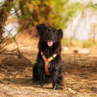 AnnyX Brustgeschirr Hundegeschirr Fun Limited Edition...
