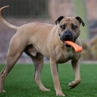 Jolly Bone Spielknochen für Hunde