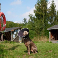 KRUUSE BUSTER Halskragen Halskrause für Hunde