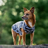 Rukka Pets Shirt Schutzshirt für Hunde