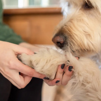 DODERM Hydro RepairGel Dog für empfindliche Haut