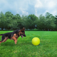 COACHI Boomi Ball Hundeball für Spielspaß