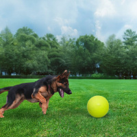 COACHI Puppy Mini Boomi Ball Hundeball für Welpen