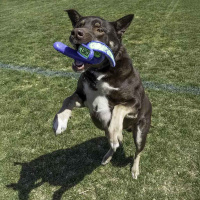 KONG Whirlz Throw Apportierspielzeug für Hunde