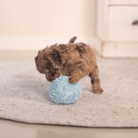 Beeztees Puppy Ball Lily