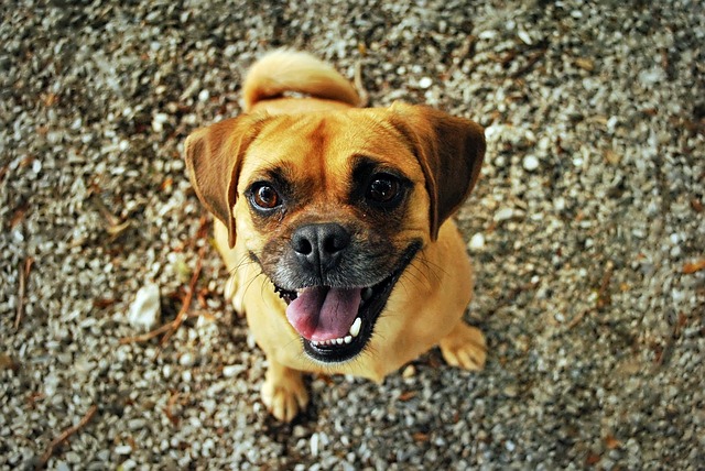 Pitupita Hundeartikel Sortiment